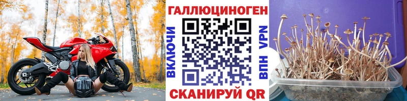 кракен маркетплейс  цены   Урюпинск  Галлюциногенные грибы Cubensis 